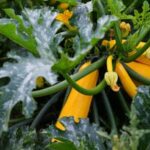 Best Vegetables to Plant for First Time Gardener Great starter vegetables for new gardeners: tomatoes, zucchini, and lettuce