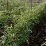 Vegetable container gardening tips for Central Texas: maximizing small spaces for abundant harvests