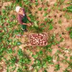 Preventing Moles from Causing Damage to Vegetable Gardens: Tips and Tricks