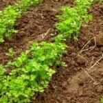 The Vegetable Gardener's Guide to Permaculture Timber Press 2013: A comprehensive permaculture reference for vegetable gardening