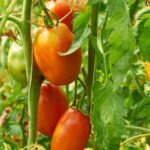 FRUGAL VEGETABLE GARDENING: Low-cost, high-yield gardening methods for budget-friendly homegrown produce