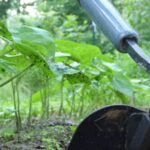 Learn expert tips and tricks for vegetable gardening on our podcast, VEGETABLE GARDENING PODCAST