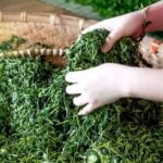 Nutrient-rich compost for vegetable gardens, perfect for organic soil enrichment