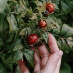 Is Preen Bad for Vegetable Gardens Is preen bad for vegetable gardens: Best practices for using preen in your garden