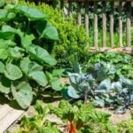 A thriving vegetable garden with beneficial insects aiding in pollination and pest control