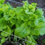 Organic Hay Mulch for Vegetables: Natural, Sustainable Garden Bed Protection