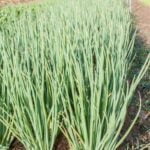 Using fire ash in vegetable gardens: benefits and cautions