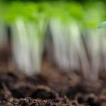 Colorful and innovative creative vegetable gardening techniques demonstrated in urban spaces