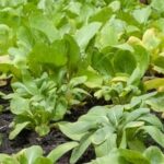 Are Grass Clippings Good for Vegetable Gardens Promote healthy soil with beneficial mulch like grass clippings for vibrant vegetable gardens