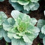 Growing vegetables with clover as a natural fertilizer: IS CLOVER GOOD FOR VEGETABLE GARDENS