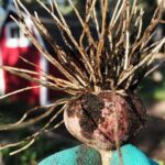 Organic pest control with natural sprays for vegetable gardening, safe for environment and crops