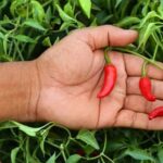 Vegetable Gardening Tips for Beginners - Start Your Garden the Right Way