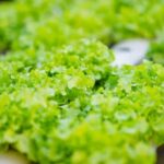 Vertical vegetable gardening inspiration on Pinterest: creative, space-saving ideas for urban gardens