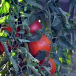 Explore sustainable vegetable gardening in India with traditional techniques and local varieties