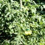 Fruit Trees and Vegetable Gardens Vibrant fruit trees and thriving vegetable gardens in backyard oasis