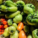 FALL VEGETABLE GARDENING IN OKLAHOMA: Tips for planting, maintaining, and harvesting your autumn crops