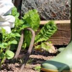 Flourishing black walnut tree shading vibrant vegetable gardens