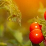 Container Vegetable Gardening Basics: Tips for Growing Veggies in Small Spaces