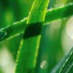 Florida Bugs That Damage Vegetable Gardens Florida Bug Infestations Threatening Vegetable Gardens