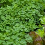 Natural pesticide alternatives for vegetable gardens using homemade, safe ingredients to protect crops and the environment