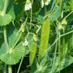 Download our VEGETABLE GARDENING FOR BEGINNERS PDF for valuable tips and step-by-step instructions