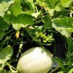 Food grade diatomaceous earth for safe pest control in vegetable gardens. USDA approved and effective