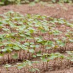 Natural pest control: Diatomaceous Earth safe for vegetable gardens - non-toxic and effective