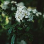 Top Picks: Best Vegetables for South Carolina Gardens