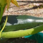 Small patio vegetable garden with compact, productive plants for urban spaces