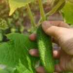 Expert Gardener Organics Vegetable & Tomato Food 3-5-6: Nourishing organic blend for bountiful harvests