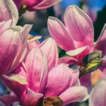 Charleston Vegetable Gardening: Luscious produce thriving in the rich soil of the Lowcountry