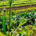 Importance of proper moss control in vegetable gardens for healthy growth and yield