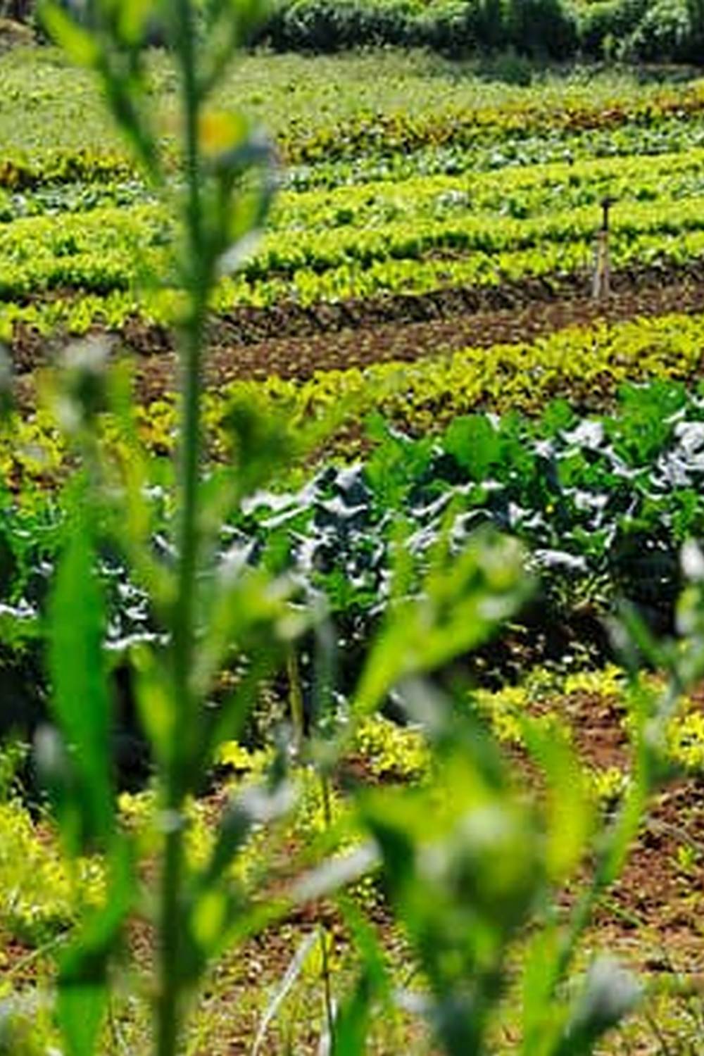 Importance of proper moss control in vegetable gardens for healthy growth and yield