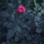 Lush Colorado vegetable garden bursting with fresh produce and vibrant colors