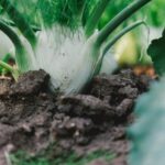 Vertical garden-friendly veggies: tomatoes, lettuce, peppers, herbs