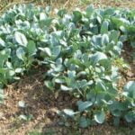 Is ACQ Safe for Vegetable Gardens: A Guide to Choosing the Right Wood Treatment