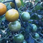 Empower Your Space: Try Guerilla Vegetable Gardening for a Thriving, Sustainable Garden