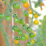 Solar gardening: Sustainable, year-round vegetable cultivation using American Intensive method - 1994