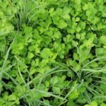 Best Indoor Vegetable Gardening Book for Beginners: Essential Tips and Techniques for Successful Indoor Gardening