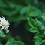 Sacramento Vegetable Gardening Calendar: Planting guide for optimal produce in the Sacramento climate