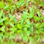 Using Pine Straw as Mulch: A Natural Solution for Healthy Vegetable Gardens