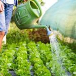 Beautiful Vegetable Gardening West of the Cascades - Tips for Growing Organic Produce in the Pacific Northwest