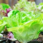 Kentucky Vegetable Gardening Guide: A comprehensive manual for growing organic vegetables in Kentucky's unique climate
