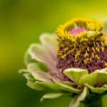A Vegetable Gardener Has 40 M of Fencing A vegetable gardener with 40m of fencing creates a sustainable, thriving garden