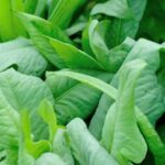 Using horse manure for vegetable gardens: benefits, precautions, and best practices