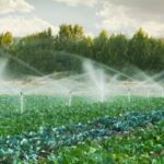 Picture of vibrant vegetable garden from EDIS.IFAS.UFL.EDU Topic_Vegetable_Gardening