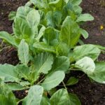 Is Compost or Manure Better for Vegetable Gardens Comparison of compost and manure for vegetable gardens: Pros, Cons, and Best Practices