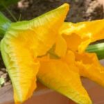 Insect Netting for Vegetable Gardens Canada Protect your Canadian vegetable garden with high-quality insect netting for maximum yield and pest control