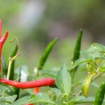 Freshly harvested vegetables in a bowl: The gardener's bountiful harvest in vibrant colors