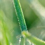 Natural Grass Killer for Vegetable Gardens Organic herbicide for vegetable gardens, natural grass killer for a sustainable garden